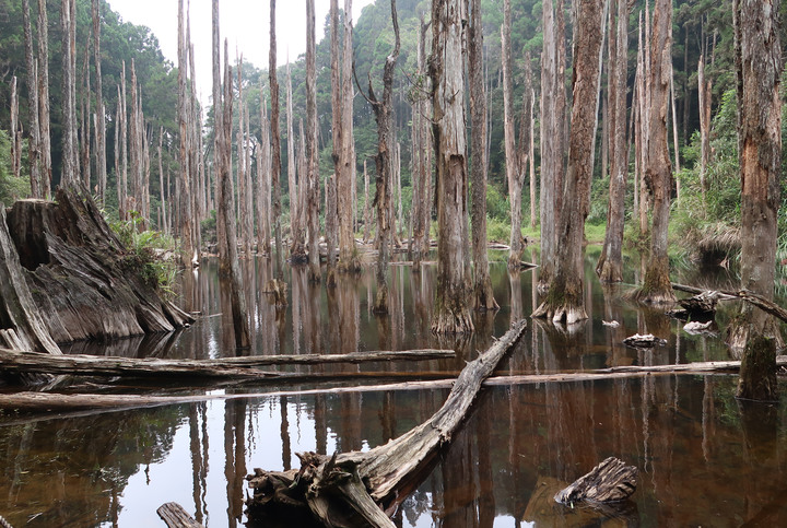 金柑樹山 .忘憂森林