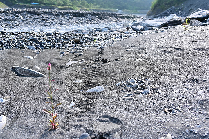 點我看大圖 因莫拉克風災景觀消失的來義大峽谷現在景觀及銀河,從1月30日至7月19日的記錄。