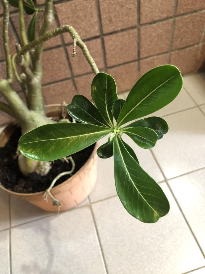 請問這是什麼植物，是塊根嗎