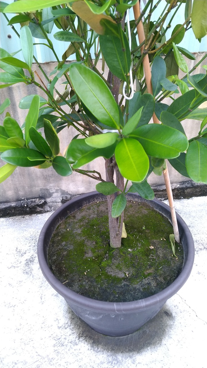 這是缺水導致的嗎？