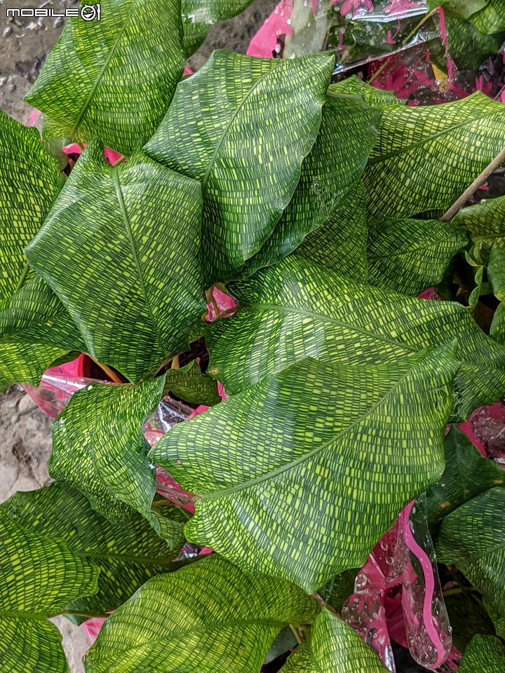 棉花糖茶樹 台南市歸仁區七甲花卉區 08/27