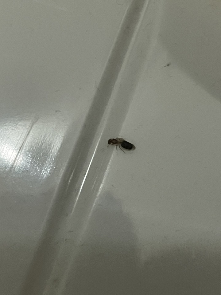 請問有人知道這是什麼蟲嗎?