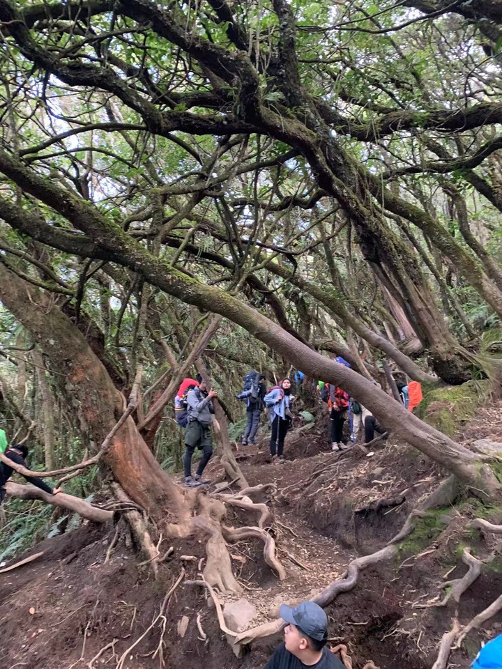 格德火山 - Gunung Gede (印尼Cianjur)