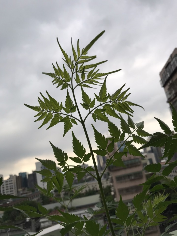 請問這是甚麼植物?
