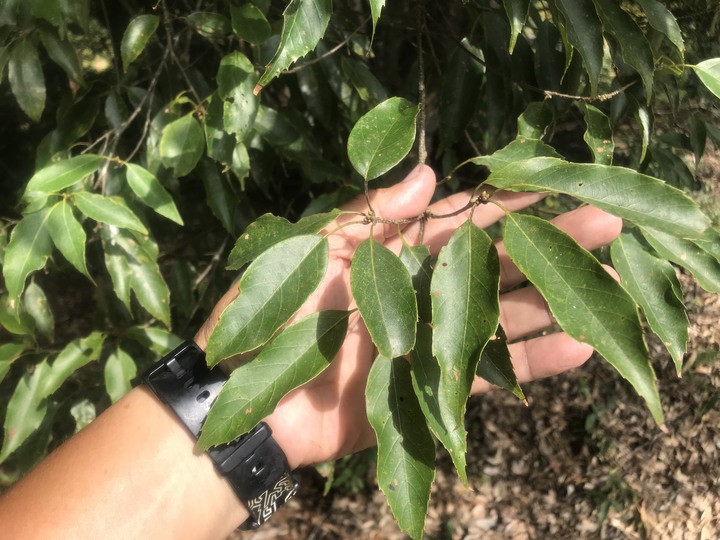 花蓮兩大金針山環繞（不塞）路線
