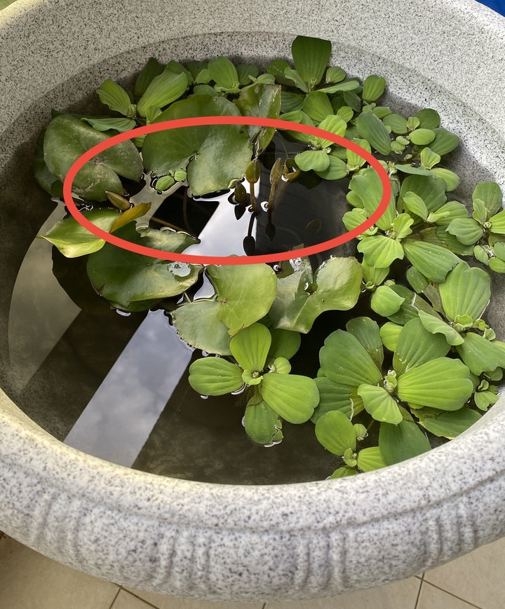睡蓮，原本有3個芽（花苞），現在只剩1個芽（花苞 ），水裡也沒有幼芽了..請教是什麼原因呢？