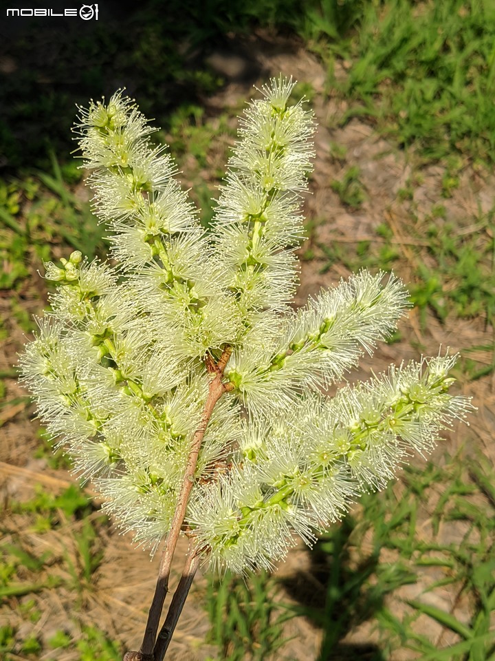 白千層 台南市安平區洲安三街 08/21
