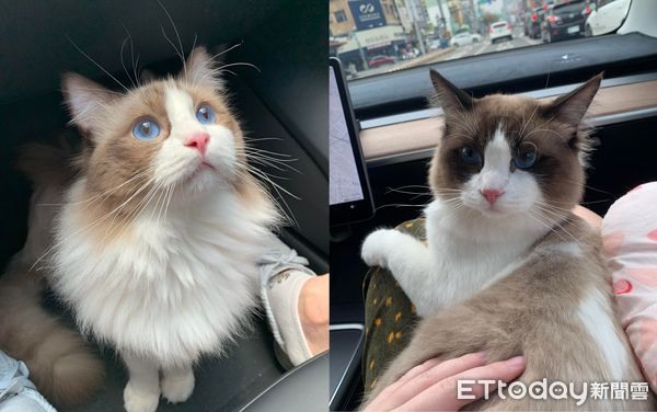 布偶貓到碗架「自己上手銬」吃飼料掉滿地媽看傻：貓真的很怪