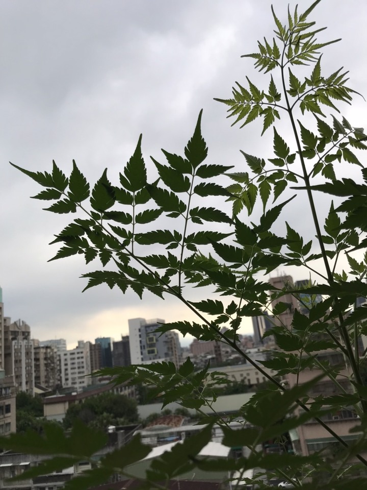 請問這是甚麼植物?
