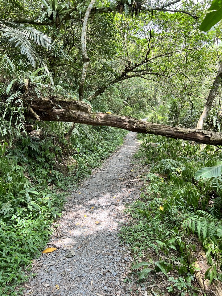 【溯溪】得子口溪 黃金光芒與鑽石水花下的女神