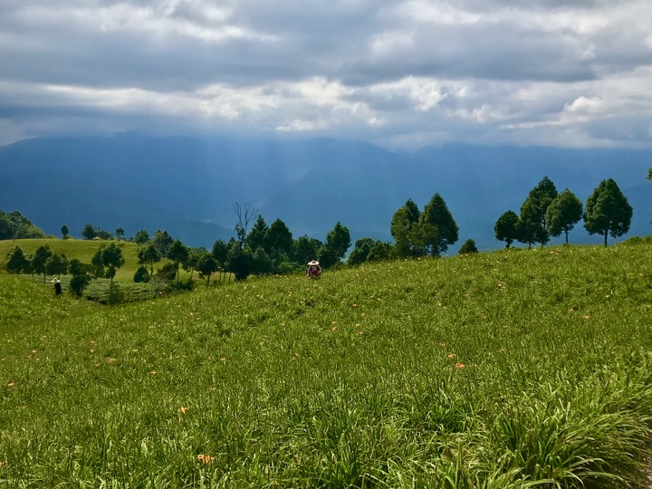花蓮兩大金針山環繞（不塞）路線