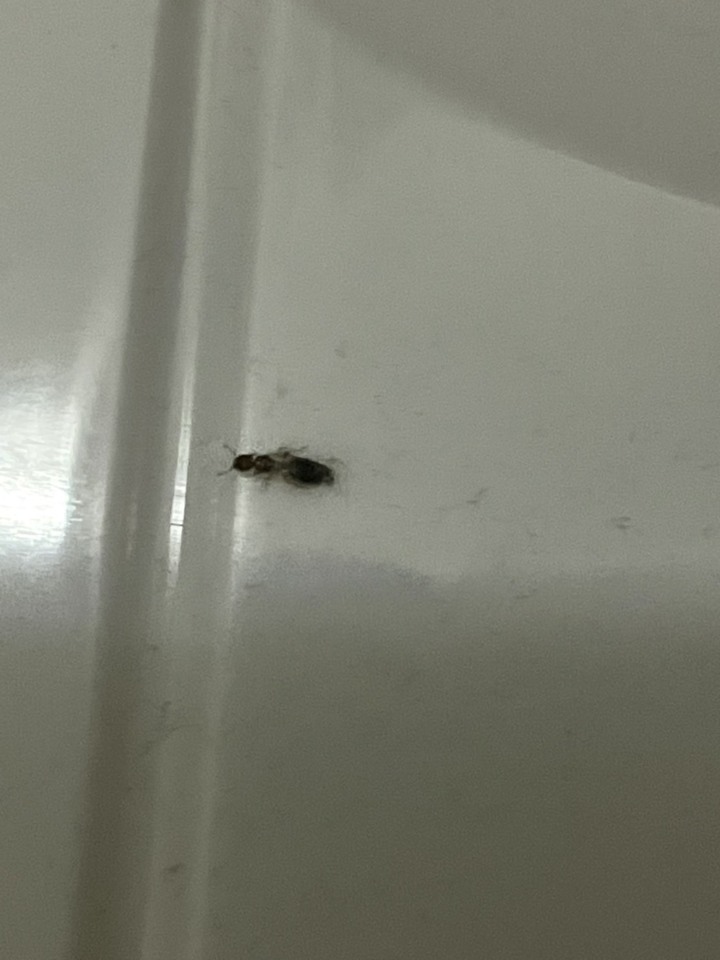 請問有人知道這是什麼蟲嗎?