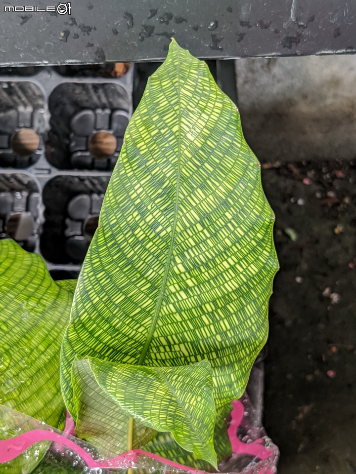 棉花糖茶樹 台南市歸仁區七甲花卉區 08/27
