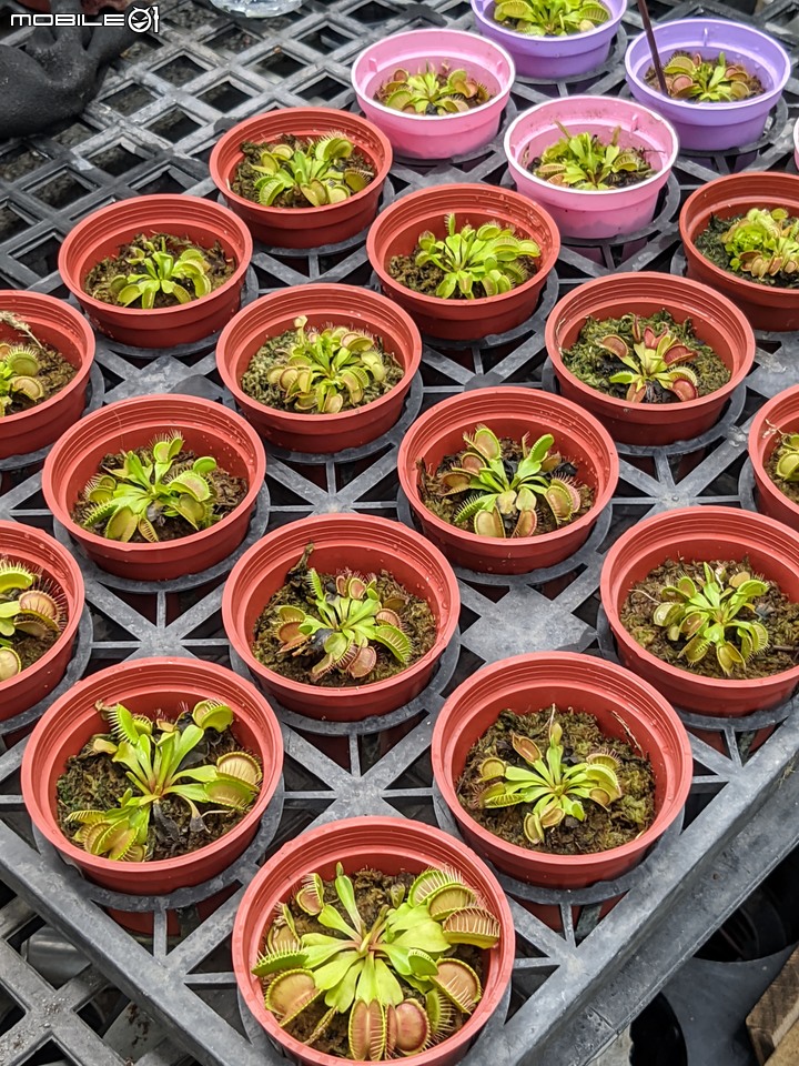 棉花糖茶樹 台南市歸仁區七甲花卉區 08/27