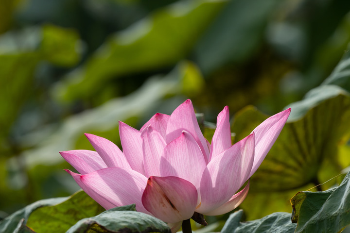 Panasonic GH6體驗心得影片分享