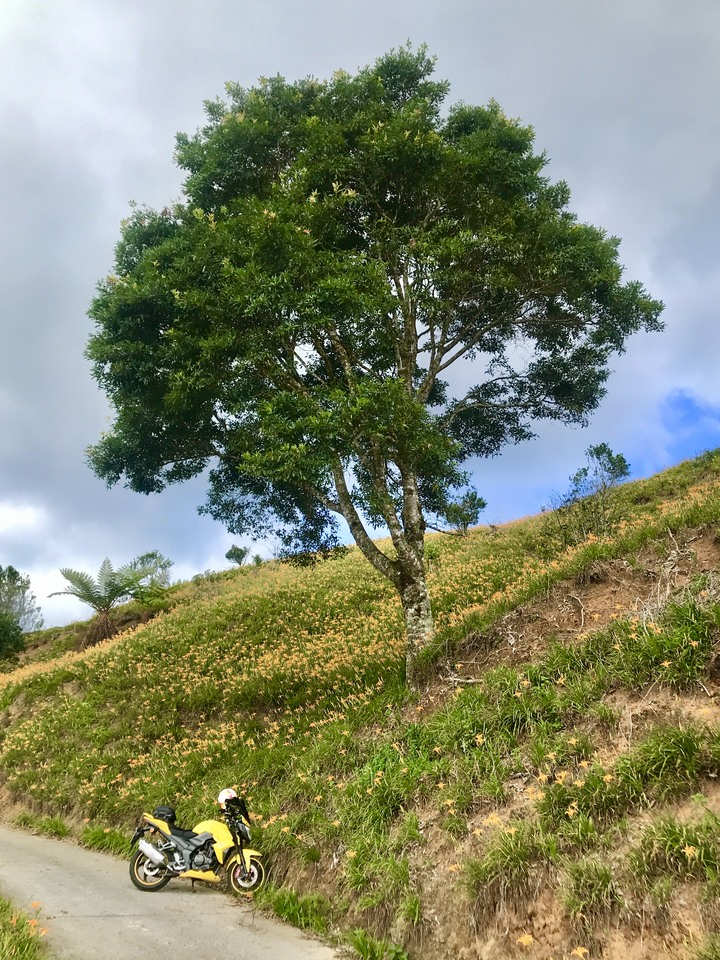 花蓮兩大金針山環繞（不塞）路線