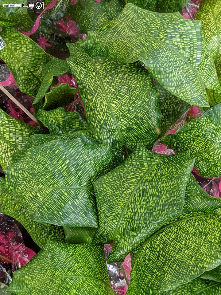 棉花糖茶樹 台南市歸仁區七甲花卉區 08/27