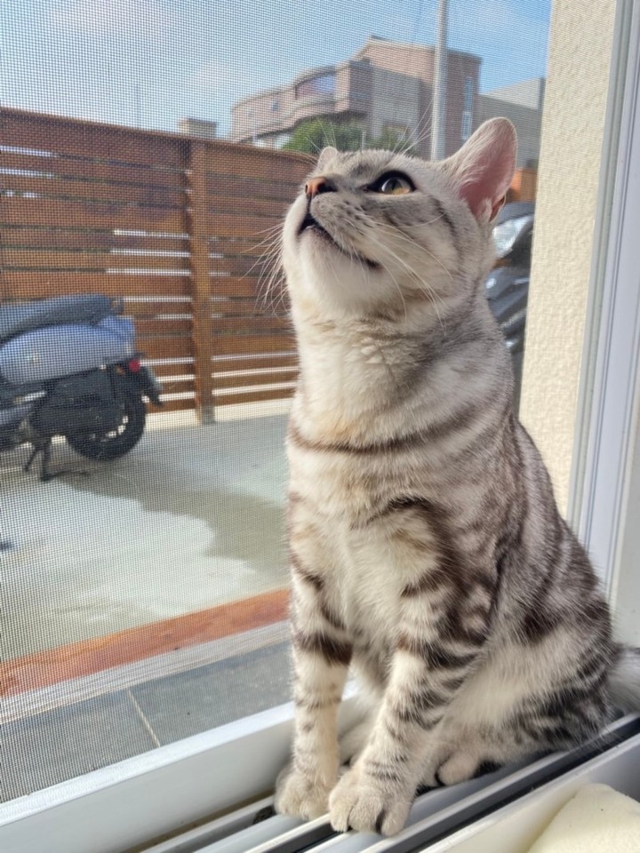 澎湖住宿推薦│咖啡與貓咪共譜新空間，品味高雅格調的慢生活