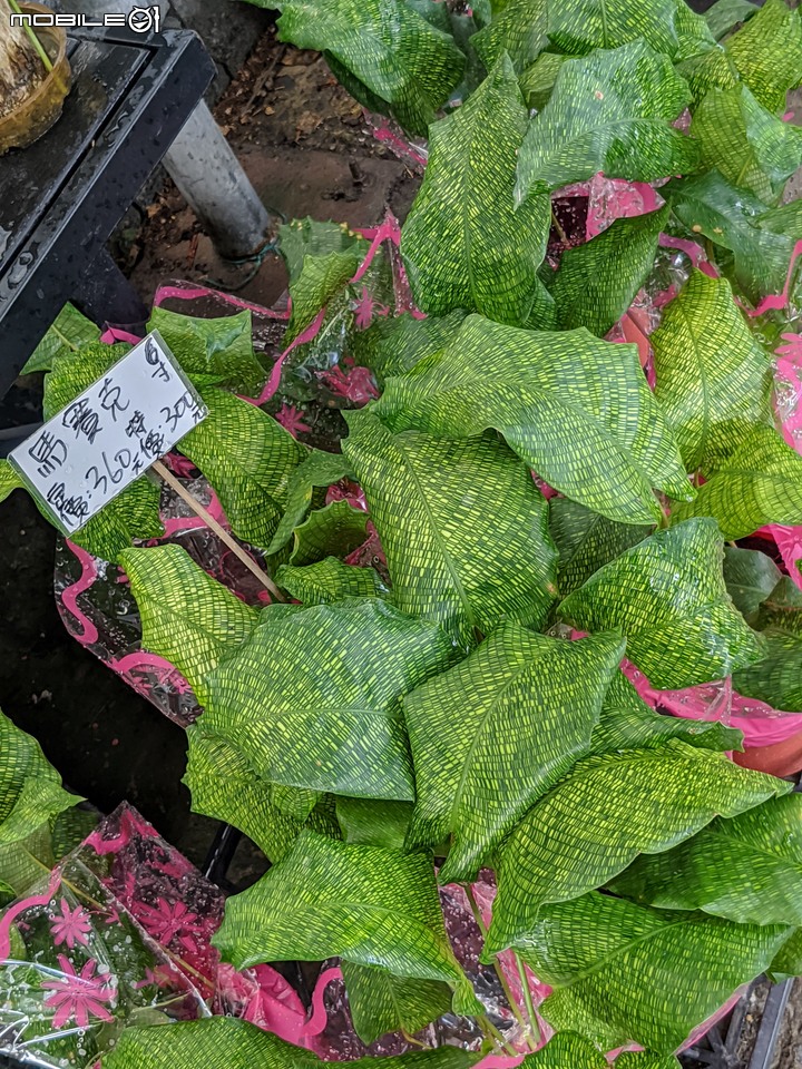 棉花糖茶樹 台南市歸仁區七甲花卉區 08/27