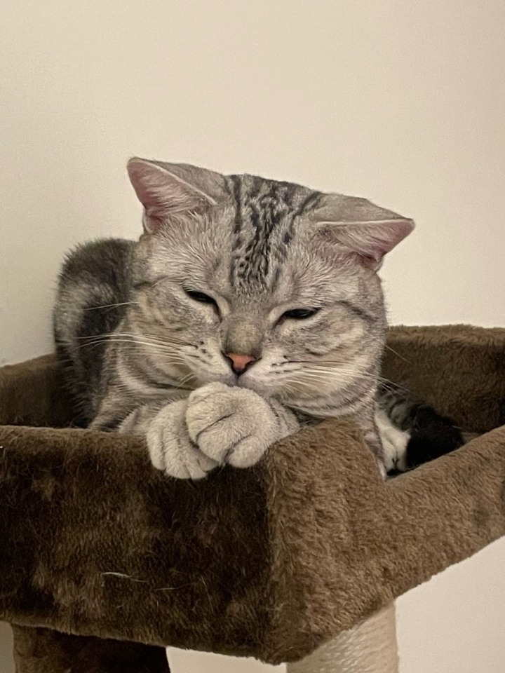 澎湖住宿推薦│咖啡與貓咪共譜新空間，品味高雅格調的慢生活