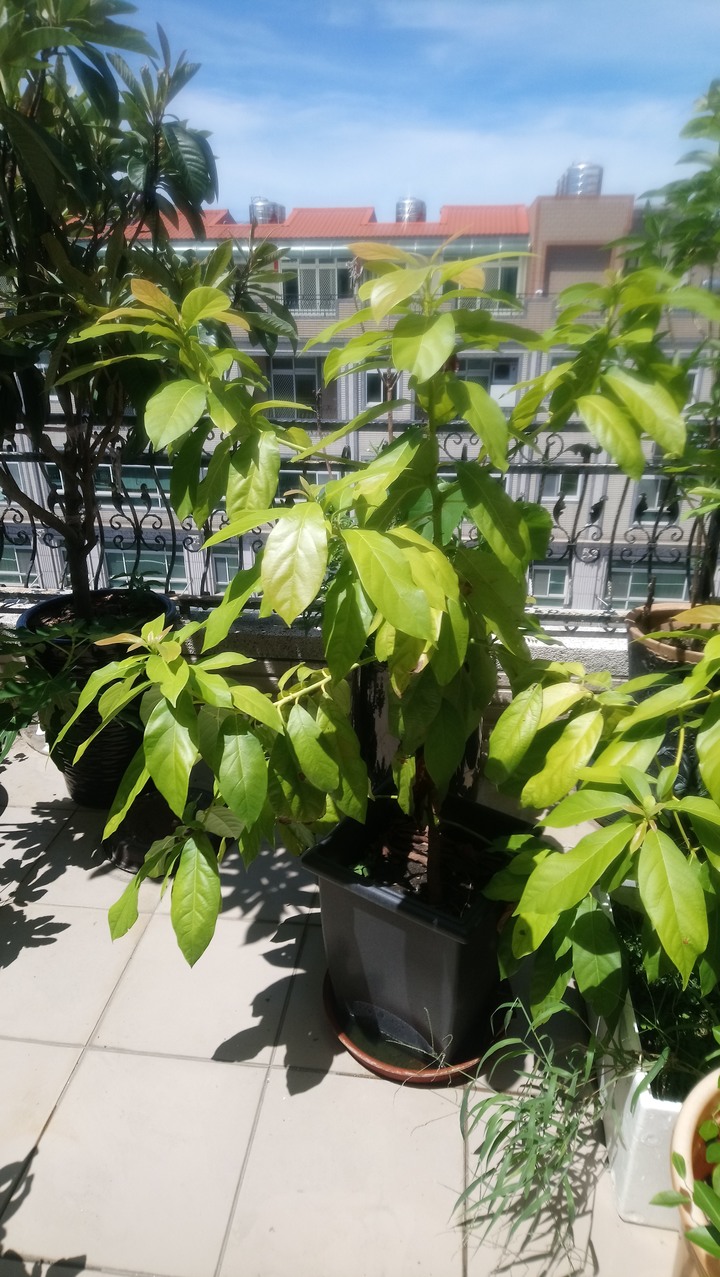 請問這是什麼樹啊2+1個