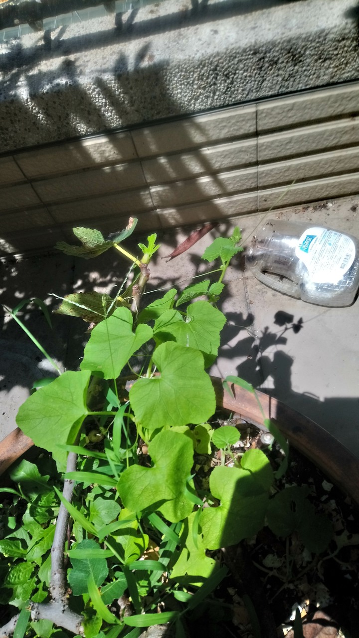 請問這是什麼樹啊2+1個