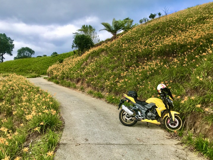 花蓮兩大金針山環繞（不塞）路線
