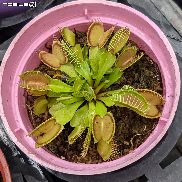 棉花糖茶樹 台南市歸仁區七甲花卉區 08/27