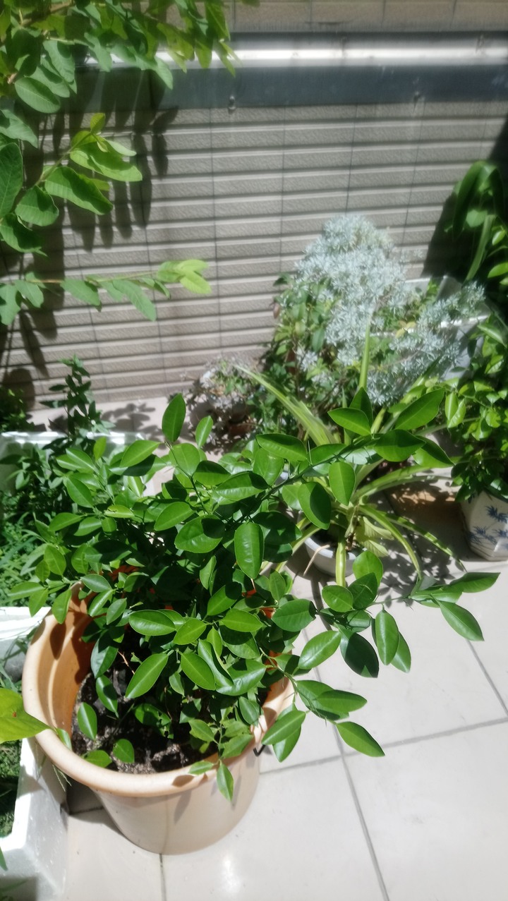 求救我的小金桔樹