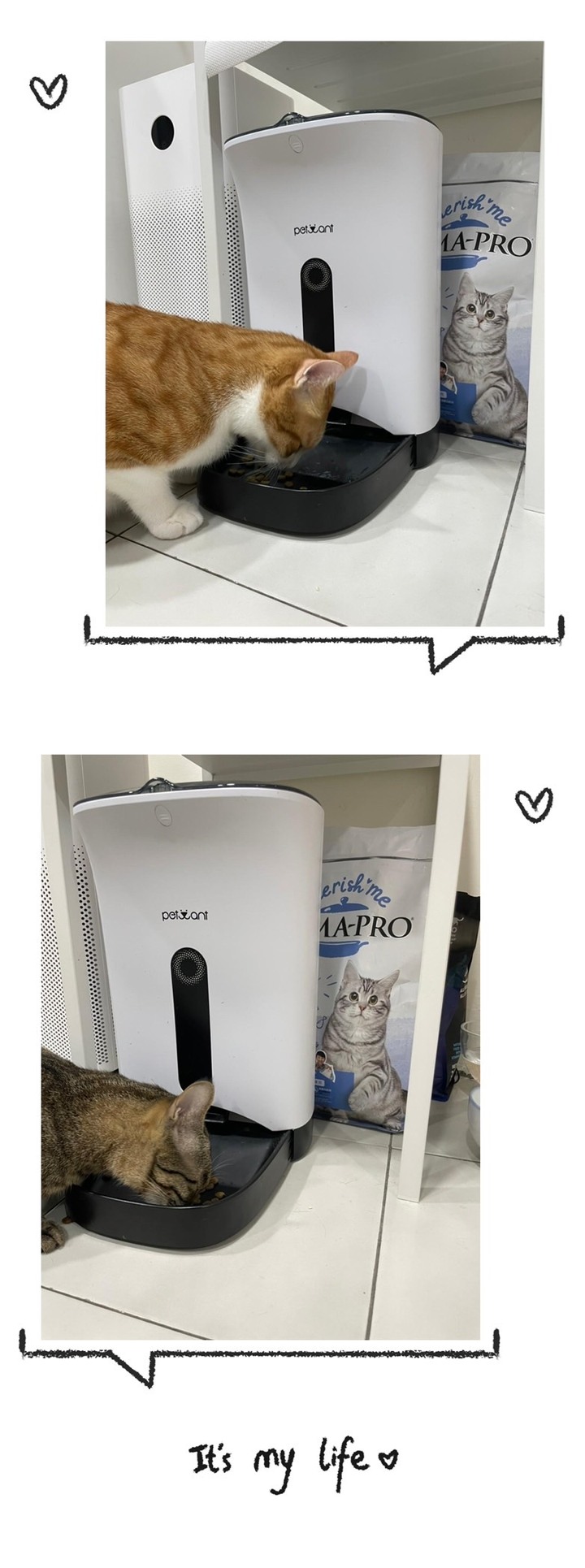 貓咪泌尿保健飼料換換愛,最後找到真愛了