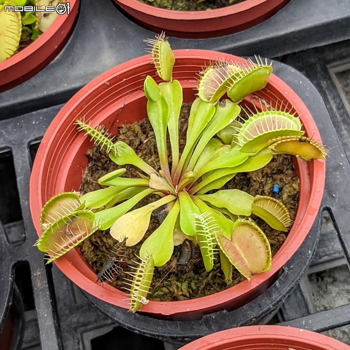 棉花糖茶樹 台南市歸仁區七甲花卉區 08/27