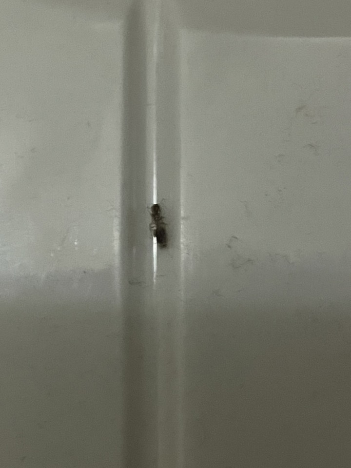 請問有人知道這是什麼蟲嗎?