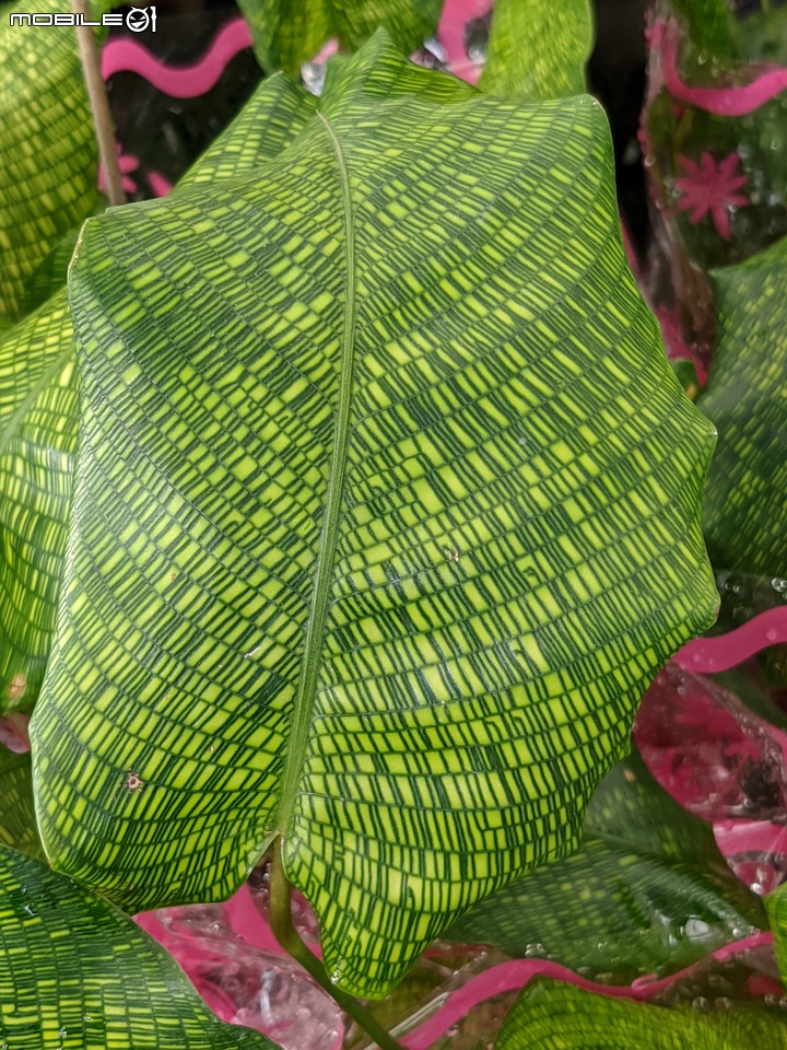 棉花糖茶樹 台南市歸仁區七甲花卉區 08/27