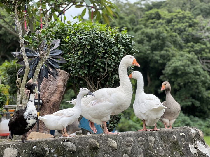 竹北蓮華巷，美麗的稻田風光