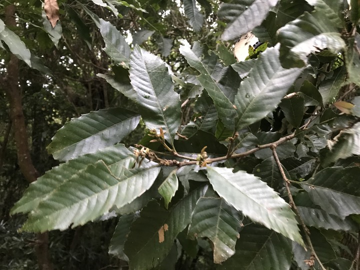 《遠走高飛》一週環島兩圈4＋2天的機緣