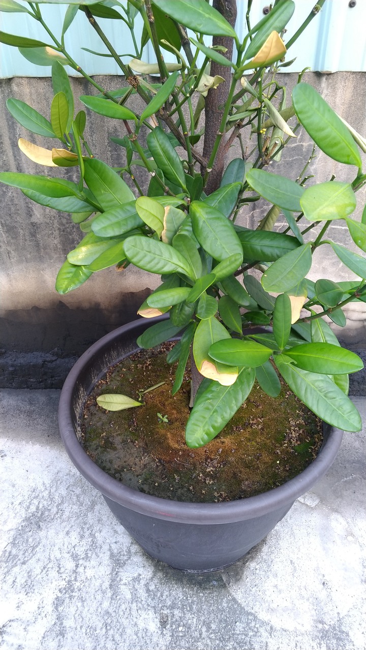 這是缺水導致的嗎？
