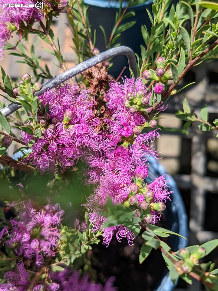 棉花糖茶樹 台南市歸仁區七甲花卉區 08/27