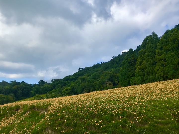 花蓮兩大金針山環繞（不塞）路線