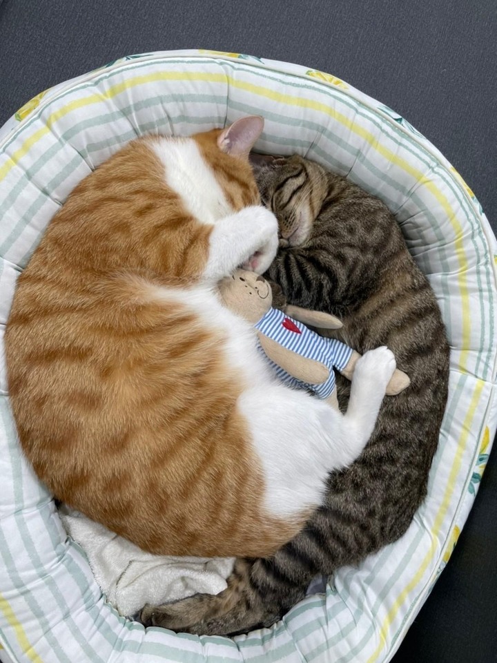 貓咪泌尿保健飼料換換愛,最後找到真愛了
