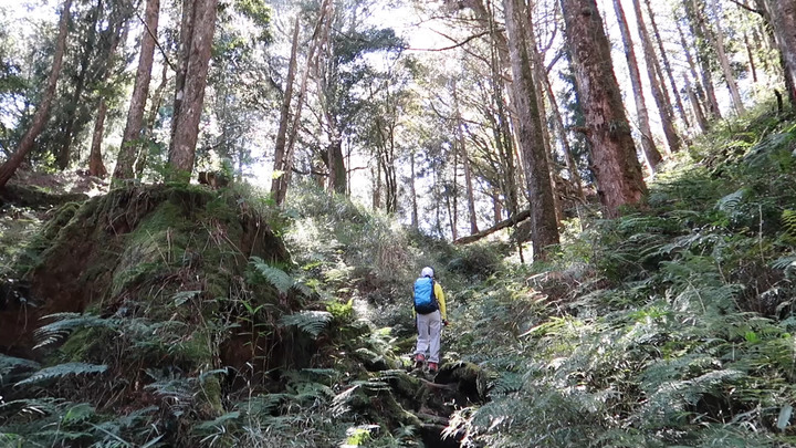 點我看大圖 【水漾森林.鹿屈山】一日O型縱走 | 寧靜優美的水漾森林與春陽灑落的鹿屈山林