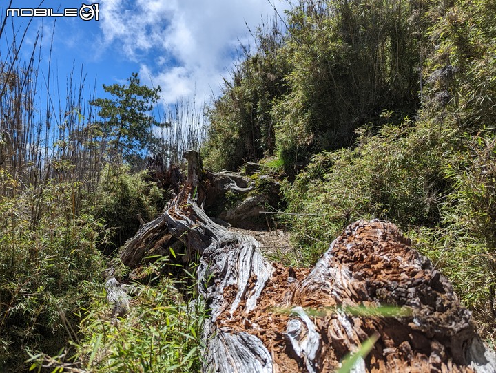 郡大山：坐車比登山久的百岳