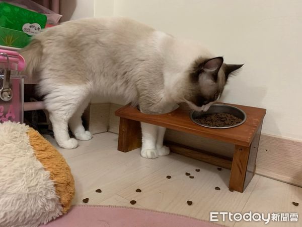 布偶貓到碗架「自己上手銬」吃飼料掉滿地媽看傻：貓真的很怪