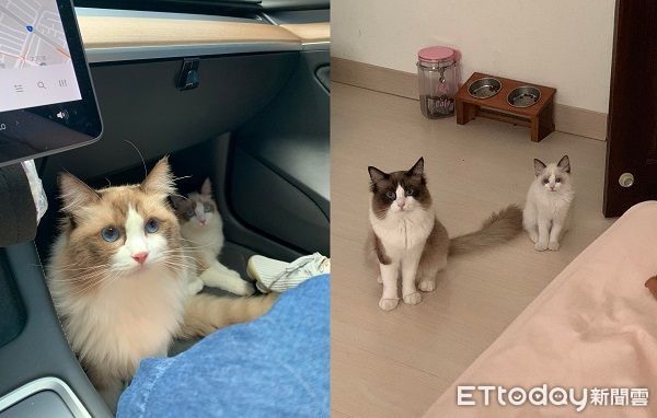 布偶貓到碗架「自己上手銬」吃飼料掉滿地媽看傻：貓真的很怪