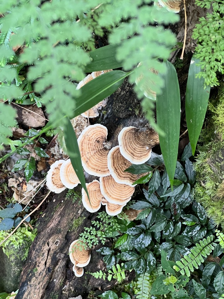 松蘿湖野營 乾季限定大草原 南勢溪源頭水超甘甜 一定要輕裝取水不能錯過 Camping Hiking Taiwan