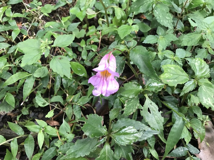 四天三夜環島奇蹟,內衣褲只帶一套,良好衛生習慣自體循環使用,不睡路邊不行乞只花1520元住宿費用!