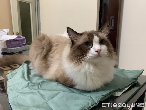 布偶貓到碗架「自己上手銬」吃飼料掉滿地媽看傻：貓真的很怪