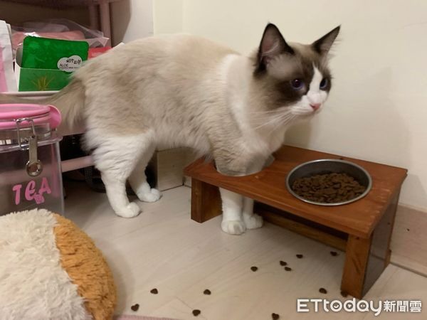布偶貓到碗架「自己上手銬」吃飼料掉滿地媽看傻：貓真的很怪