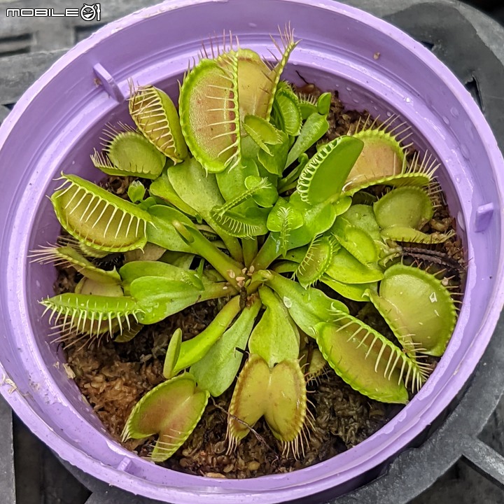棉花糖茶樹 台南市歸仁區七甲花卉區 08/27