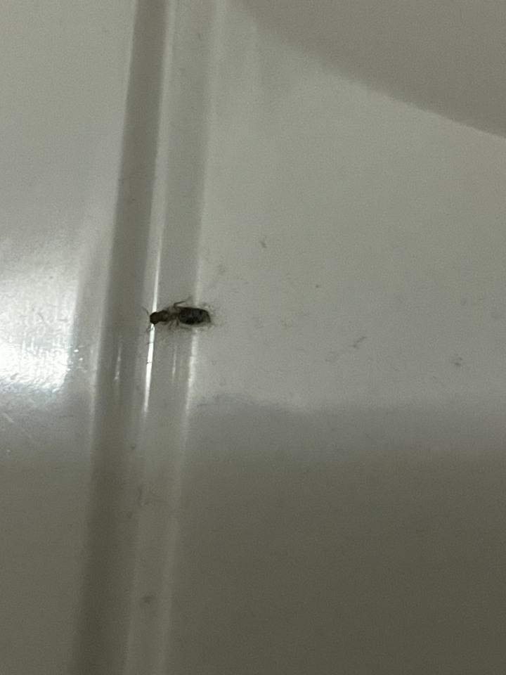 請問有人知道這是什麼蟲嗎?