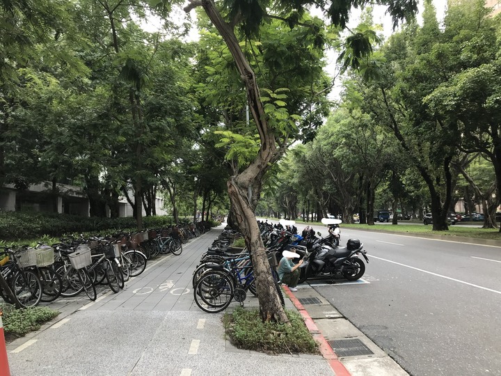 動物系迎娶車隊